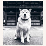 The Monocle Book of Japan - ECRU